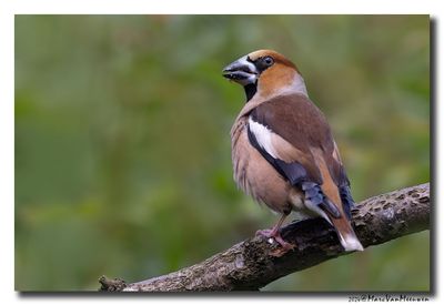 Appelvink - Hawfinch