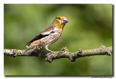 Appelvink - Hawfinch