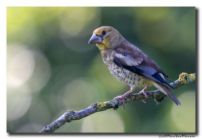Appelvink - Hawfinch