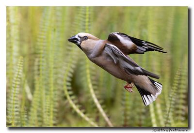 Appelvink - Hawfinch