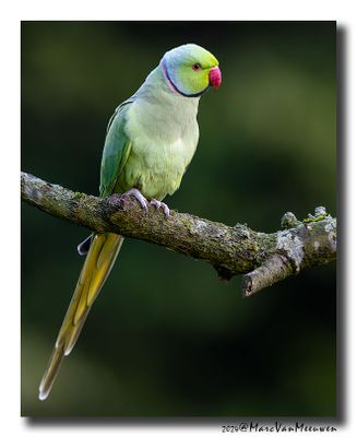 Halsbandparkiet - Rose-ringed Parakeet