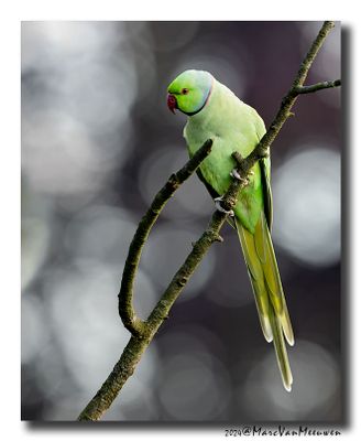 Halsbandparkiet - Rose-ringed Parakeet