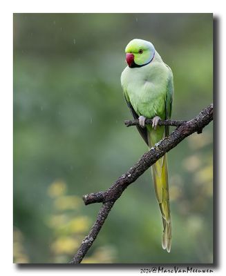 Halsbandparkiet - Rose-ringed Parakeet