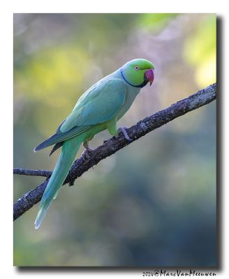 Halsbandparkiet - Rose-ringed Parakeet