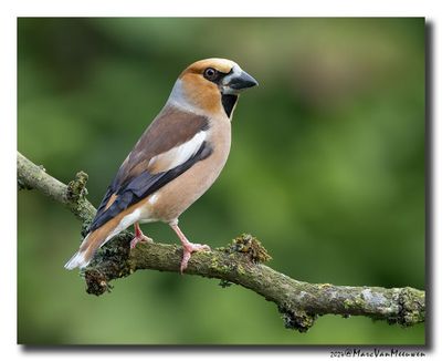 Appelvink - Hawfinch