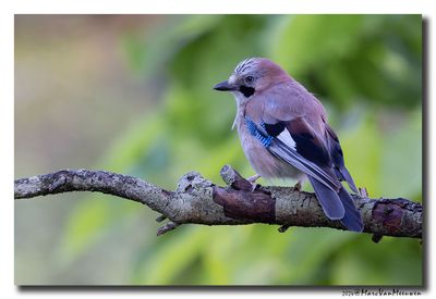 Gaai - Jay