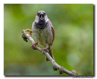 Huismus - House Sparrow