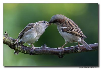 Huismus - House Sparrow