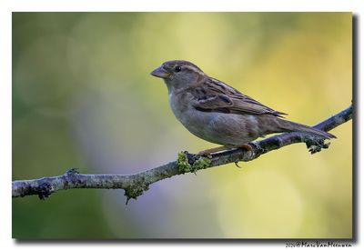 Huismus - House Sparrow