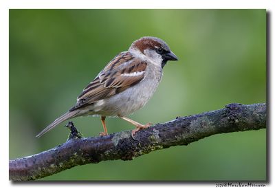 Huismus - House SparrowHuismus