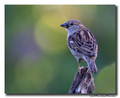 Huismus - House Sparrow