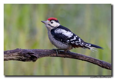 Grote Bonte Specht - Great Spotted Woodpecker