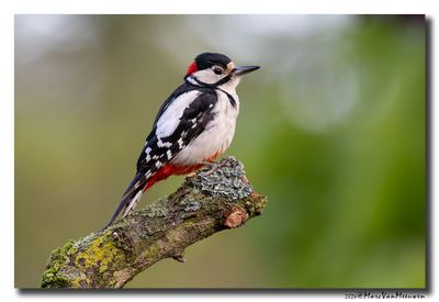 Grote Bonte Specht - Great Spotted Woodpecker