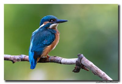 Ijsvogel - Kingfisher