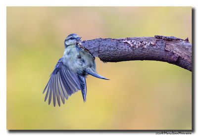 Pimpelmees - Blue Tit