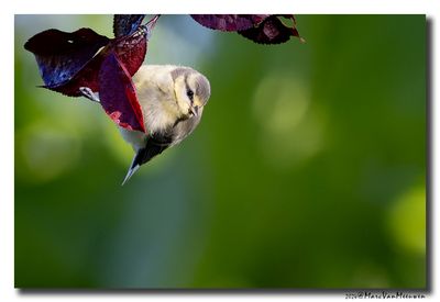 Pimpelmees - Blue Tit