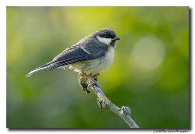 Koolmees - Great Tit