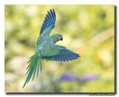 Halsbandparkiet - Rose-ringed Parakeet