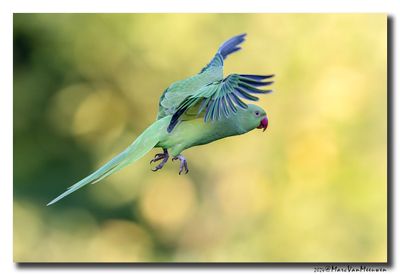 Halsbandparkiet - Rose-ringed Parakeet