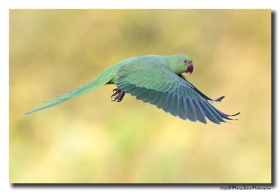 Halsbandparkiet - Rose-ringed Parakeet