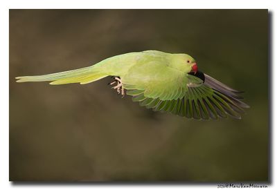 Halsbandparkiet - Rose-ringed Parakeet