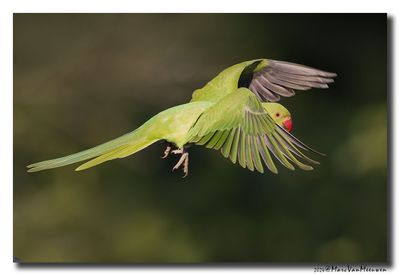 Halsbandparkiet - Rose-ringed Parakeet