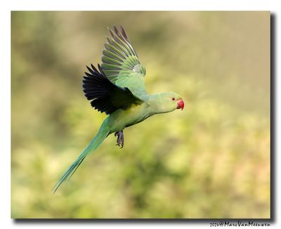 Halsbandparkiet - Rose-ringed Parakeet