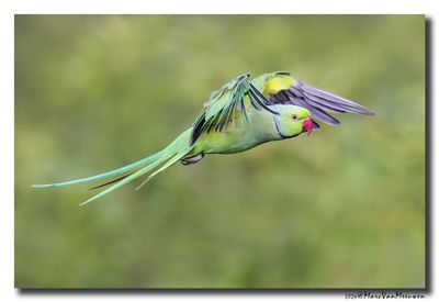 Halsbandparkiet - Rose-ringed Parakeet