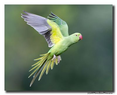Halsbandparkiet - Rose-ringed Parakeet