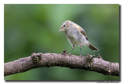 Tjiftjaf - Common Chiffchaff