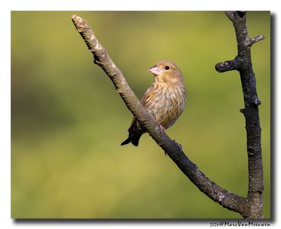 Groenling - Greenfinch