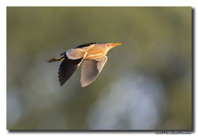 Woudaap - Little Bittern