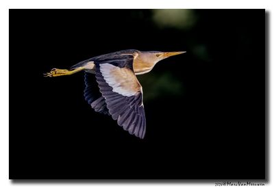 Woudaap - Little Bittern
