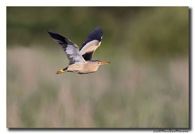 Woudaap - Little Bittern