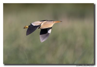 Woudaap - Little Bittern