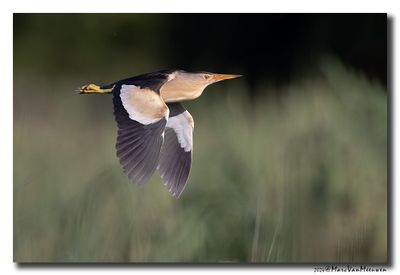 Woudaap - Little Bittern
