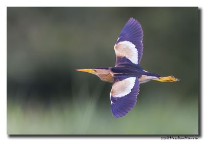 Woudaap - Little Bittern