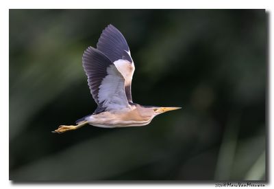 Woudaap - Little Bittern