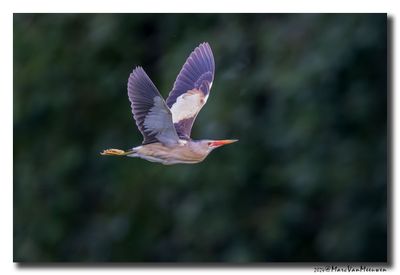Woudaap - Little Bittern