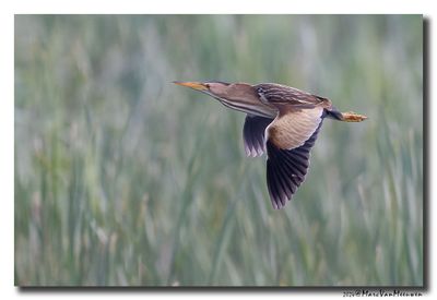 Woudaap - Little Bittern