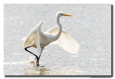 Grote Zilverreiger - Great Egret