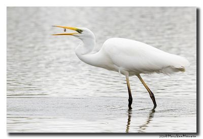 Grote Zilverreiger - Great Egret