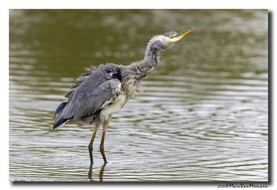 Blauwe Reiger - Grey Heron