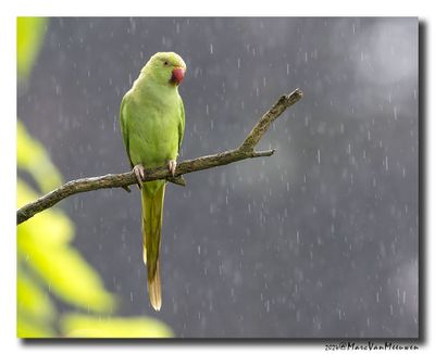 Halsbandparkiet - Rose-ringed Parakeet