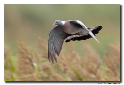 Houtduif - Wood Pigeon