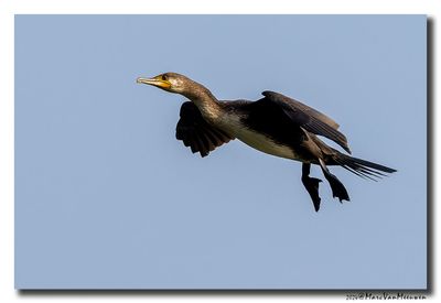 Aalscholver - Great Cormorant