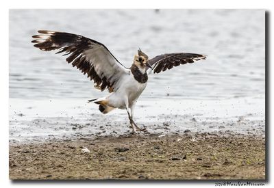 Kievit - Northern Lapwing