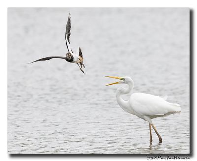 Kievit - Northern Lapwing