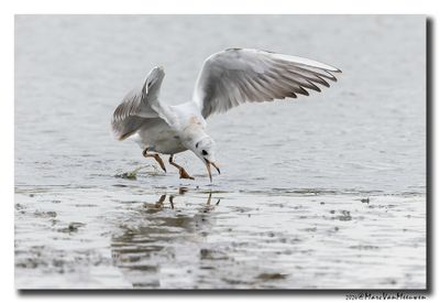 Kokmeeuw - Black-headed Gull