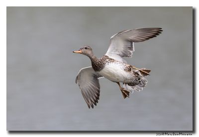 Krakeend - Gadwall